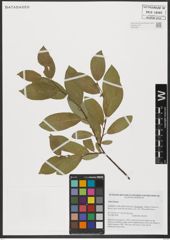 Foto von Salix hastata L.